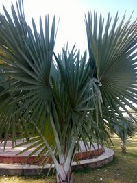 Close-up of fresh plants against sky