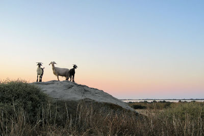 Horses on land against clear sky during sunset