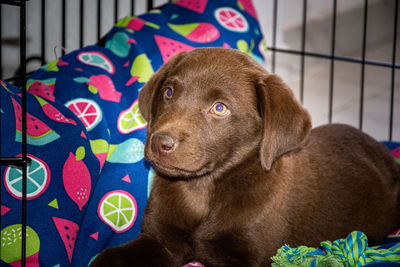 A cute photo of my pet labrador puppy the day we brought her home