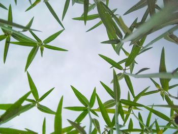 Low angle view of plants against sky