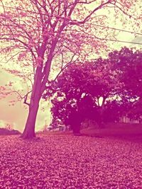 Pink cherry blossoms in park