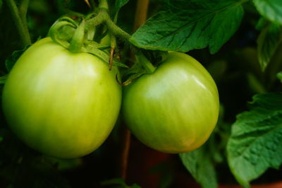 Close-up of oranges growing on plant