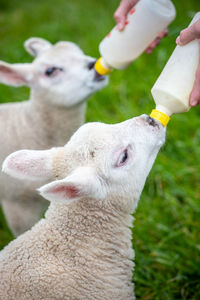 Close-up of hand holding rabbit on field