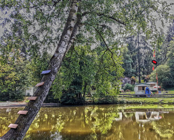 Plants by lake against trees