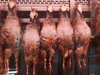 Close-up of birds hanging in market