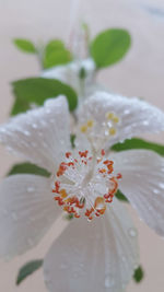 Close-up of white hibiscus blooming outdoors