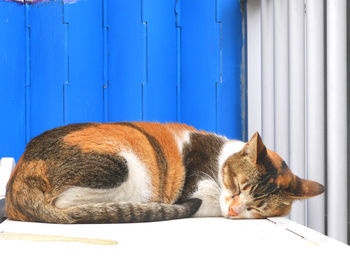 Close-up of cat sleeping