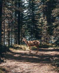 Side view of horse standing on field in forest