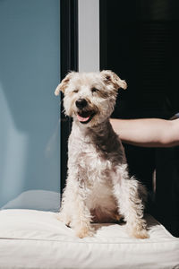 Dog sitting on bed at home