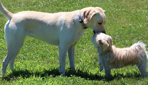 View of dogs on field