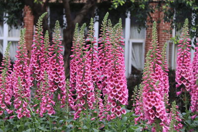 Pink flowering plants in park