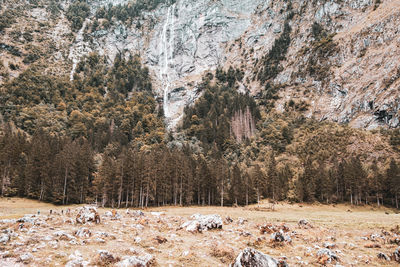 Panoramic view of pine trees on field