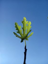 Low angle view of tree against clear blue sky