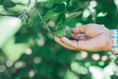 Close-up of hand holding fruit