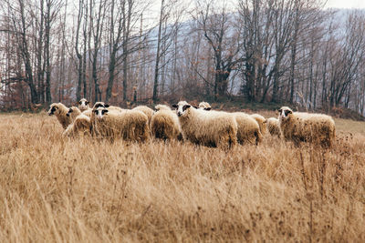 Sheep in a field