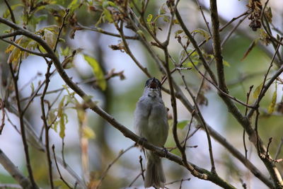 Low angle view of blackcap bird singing 