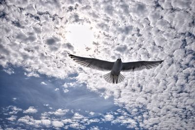 Low angle view of bird flying against sky