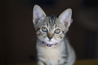 Close-up portrait of cat against black background 