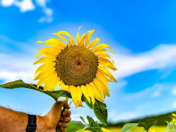 Close-up of yellow sunflower against sky