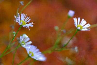 Close-up of white flowers blooming outdoors