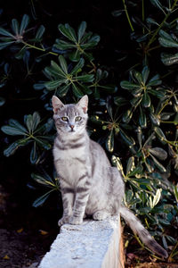 Cat in the garden