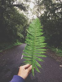 Cropped hand holding leaf on road