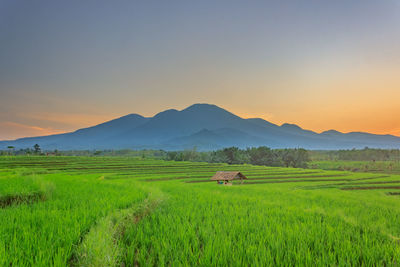 Beautiful view of rice fields in the morning with colorful morning sky