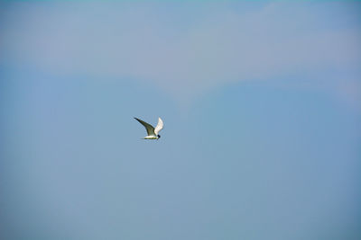 Low angle view of seagull flying in sky