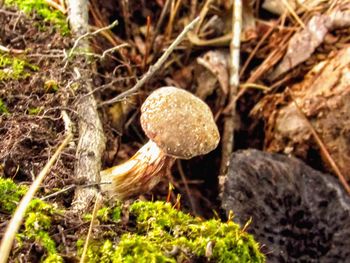 Close-up of mushroom growing outdoors