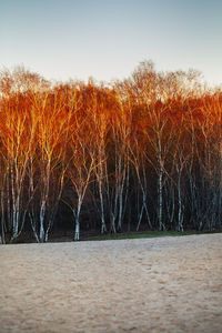 Plants growing on field against sky during sunset