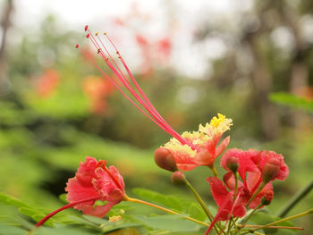 Close-up of red flowering plant