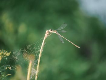 Close-up of dragonfly on plant