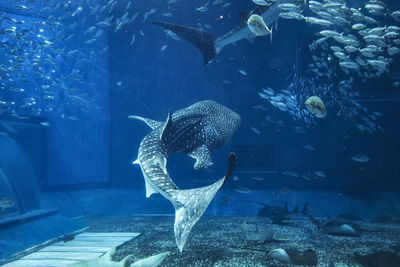 Shark whale churaumi aquarium okinawa