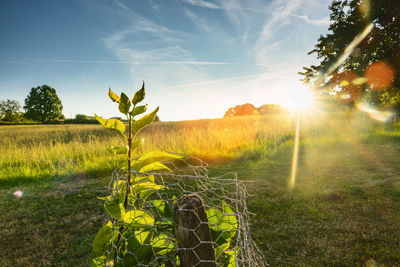 Plants on field against bright sun