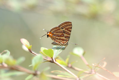 Butterfly pollinating flower