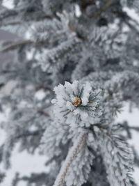 Close-up of snow on leaf during winter