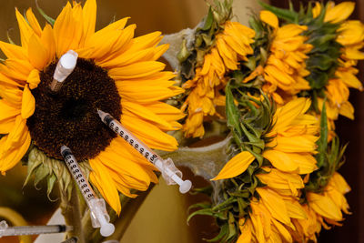 Close-up of sunflower