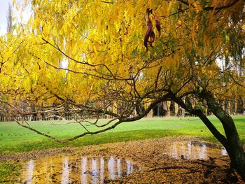 Trees by lake during autumn