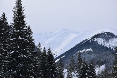 Pine trees on snowcapped mountains against sky