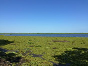 Scenic view of landscape against clear blue sky