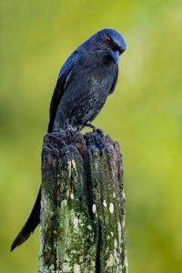 Close-up of bird perching on wooden post