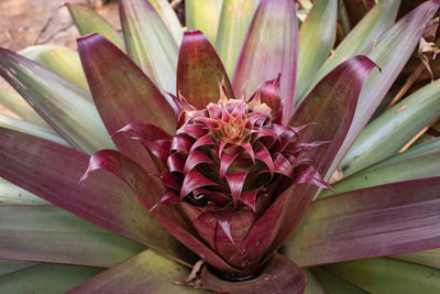 Close-up of pink flower growing outdoors