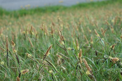 Close-up of crops growing on field