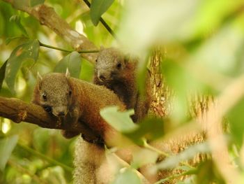 Close-up of squirrel on tree