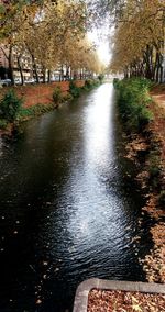 Reflection of trees in water