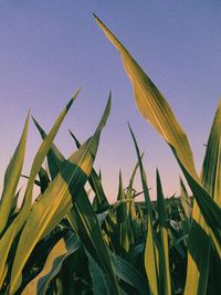 Close-up of plant against clear blue sky