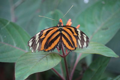 Butterfly pollinating flower