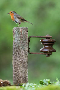 Robin redbreast bird perched on an old weathered post with natural background