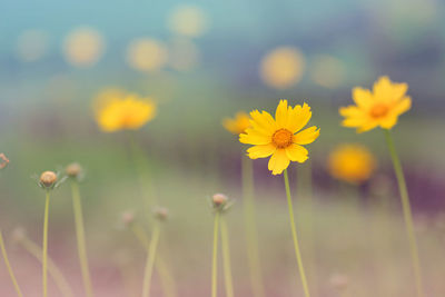 Close-up of yellow flowering plant on field