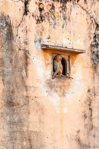 Young monkey, rhesus macaque, in a small window in an old wall under a small stone canopy